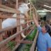 Melirik Susu Segar Kambing Etawa Padayo Goat Farm di Tengah Viralnya Geosite Gua Kelelawar.