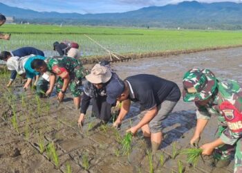 Tanam padi bersama di Sawah Solok.(Ist)