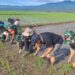 Tanam padi bersama di Sawah Solok.(Ist)