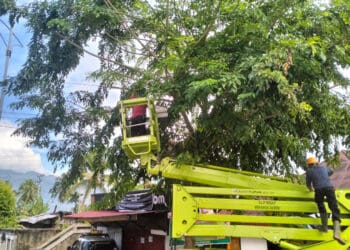 Pastikan keamanan masyarakat, petugas DLH lakukan pemangkasan pohon pelindung yang lapuk termakan usia.(Ist)