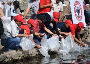 PT Semen Padang Restocking 3000 Ekor Ikan Bilih Hasil Pemijahan di Danau Singkarak