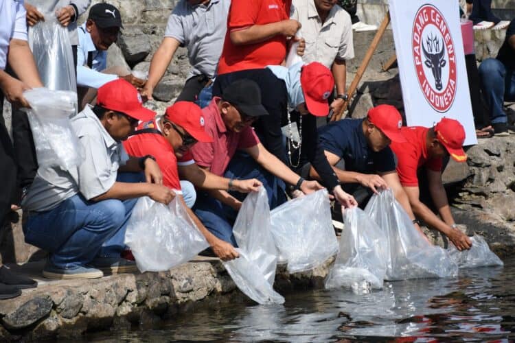 PT Semen Padang Restocking 3000 Ekor Ikan Bilih Hasil Pemijahan di Danau Singkarak