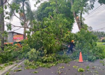 Petugas DLH melakukan pemangkasan pohon pelindung di sepanjang jalan Banda Panduang.(Ist)