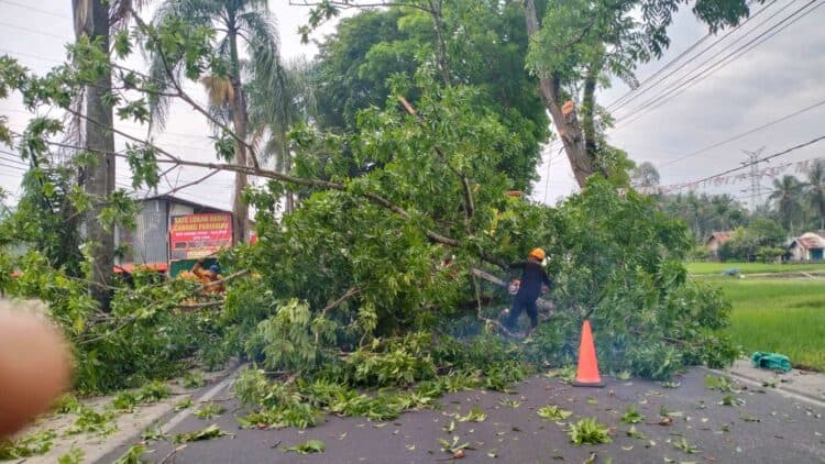 Petugas DLH melakukan pemangkasan pohon pelindung di sepanjang jalan Banda Panduang.(Ist)