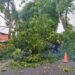 Petugas DLH melakukan pemangkasan pohon pelindung di sepanjang jalan Banda Panduang.(Ist)