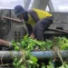 Petugas kebersihan DLH Kota Solok membersihkan salter jembatan dari rumput dan sampah.(Ist)