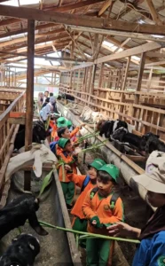 Rihlah ke Peternakan Kambing, Puluhan Anak TKIT 2 Dar el-Iman Kunjungi Padayo Goat Farm