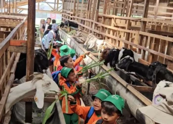 Rihlah ke Peternakan Kambing, Puluhan Anak TKIT 2 Dar el-Iman Kunjungi Padayo Goat Farm