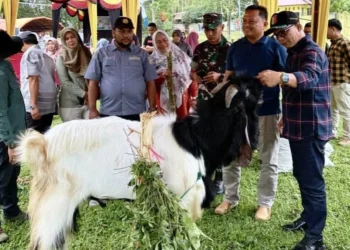 Ketua DPRD Kota Solok, Fauzi Rusli meninjau pelaksanaan kontes dan silaturahmi pegiat kambing seni se-Sumatra Barat di Ampang Kualo, Kota Solok.(Ist)