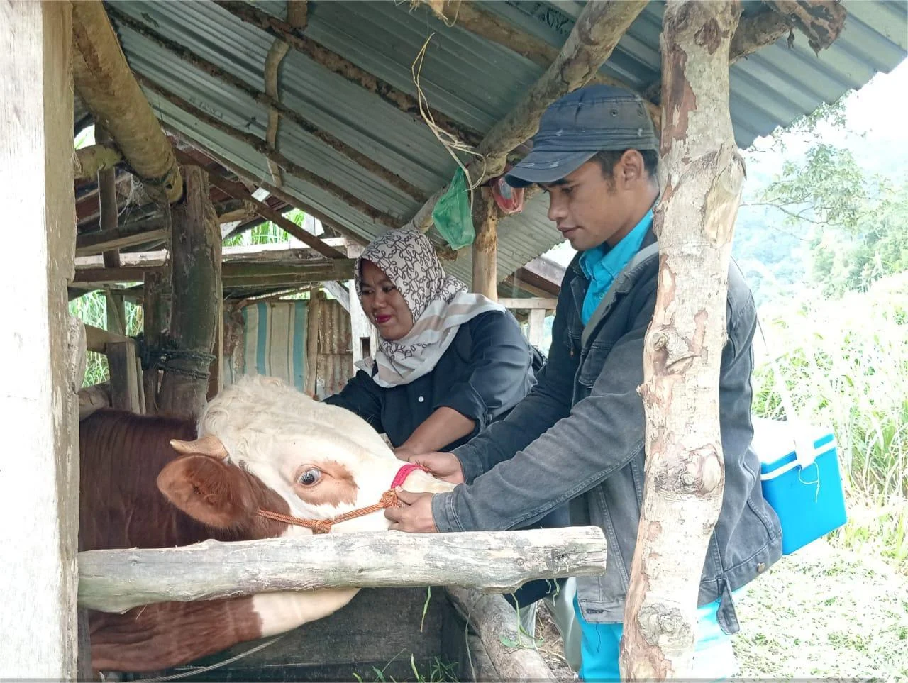 Wabah PMK Masih Berjangkit, Ini Kata Dinas Pertanian Agam