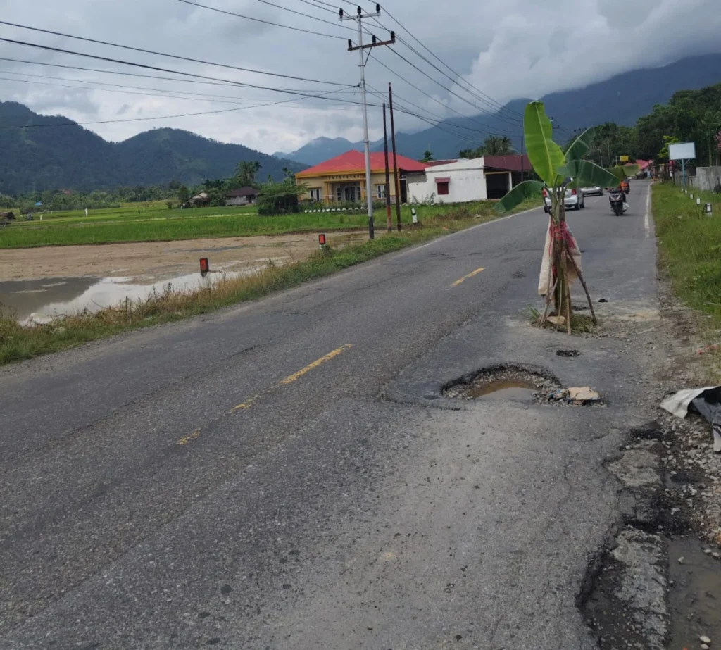 Jalan Nasional Padang-Painan ditanam Pohon Pisang Oleh Warga