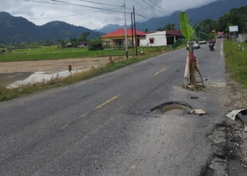 Jalan Nasional Padang-Painan ditanam Pohon Pisang Oleh Warga