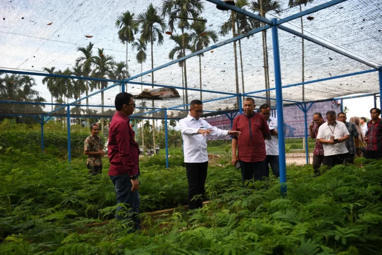 Dirut PT Semen Padang Indrieffouny Indra bersama rombongan meninjau nursery kaliandra merah di Politeknik Pertanian Negeri Payakumbuh beberapa waktu lalu.