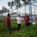 Dirut PT Semen Padang Indrieffouny Indra bersama rombongan meninjau nursery kaliandra merah di Politeknik Pertanian Negeri Payakumbuh beberapa waktu lalu.