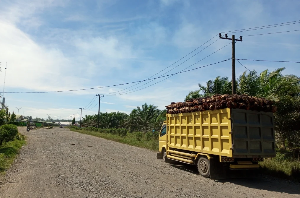 Disbun Sumbar Soroti Anjloknya Harga Sawit, Pemprov Akan Surati PKS Hingga Bupati