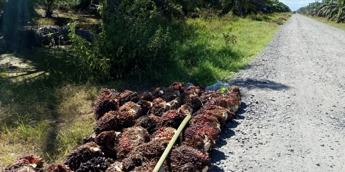 Tumpukan Sawit di Lahan yang Disegel