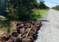 Tumpukan Sawit di Lahan yang Disegel