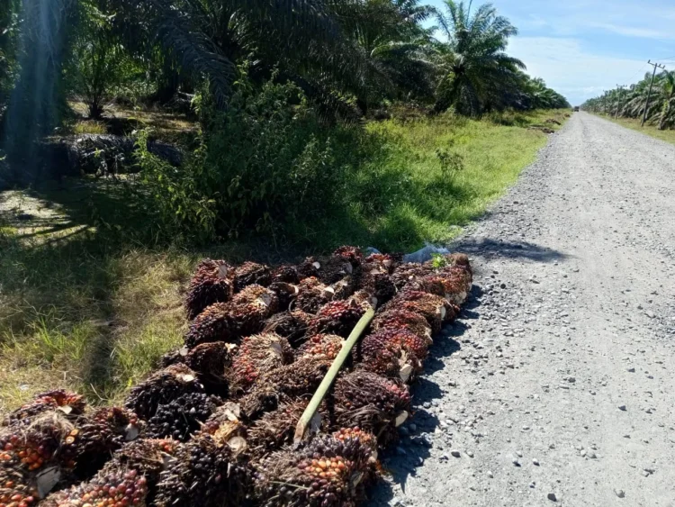 Tumpukan Sawit di Lahan yang Disegel