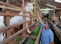 Padayo Goat Farm Siap Suplai 100 Ekor Kambing Kurban untuk Idul Adha