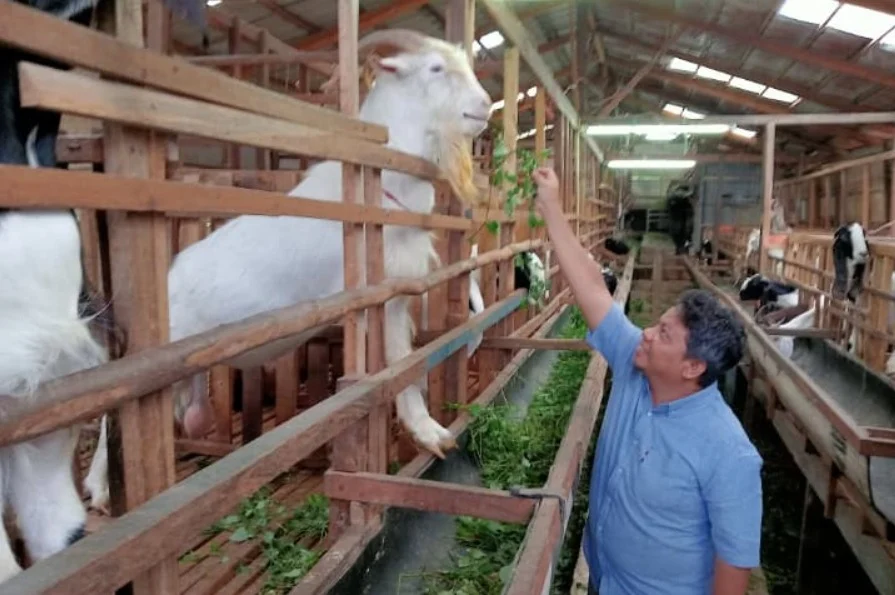 Padayo Goat Farm Siap Suplai 100 Ekor Kambing Kurban untuk Idul Adha