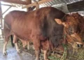 Sapi dari Presiden Prabowo yang bakal disembelih di Bungus, Padang