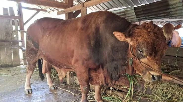 Sapi dari Presiden Prabowo yang bakal disembelih di Bungus, Padang