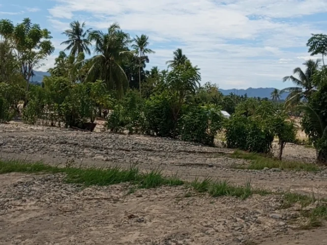 Tak Hanya Rumah, Lahan Sawah di Kampung Guo Kota Padang Juga Habis Tertimbun Material Pasca Galodo