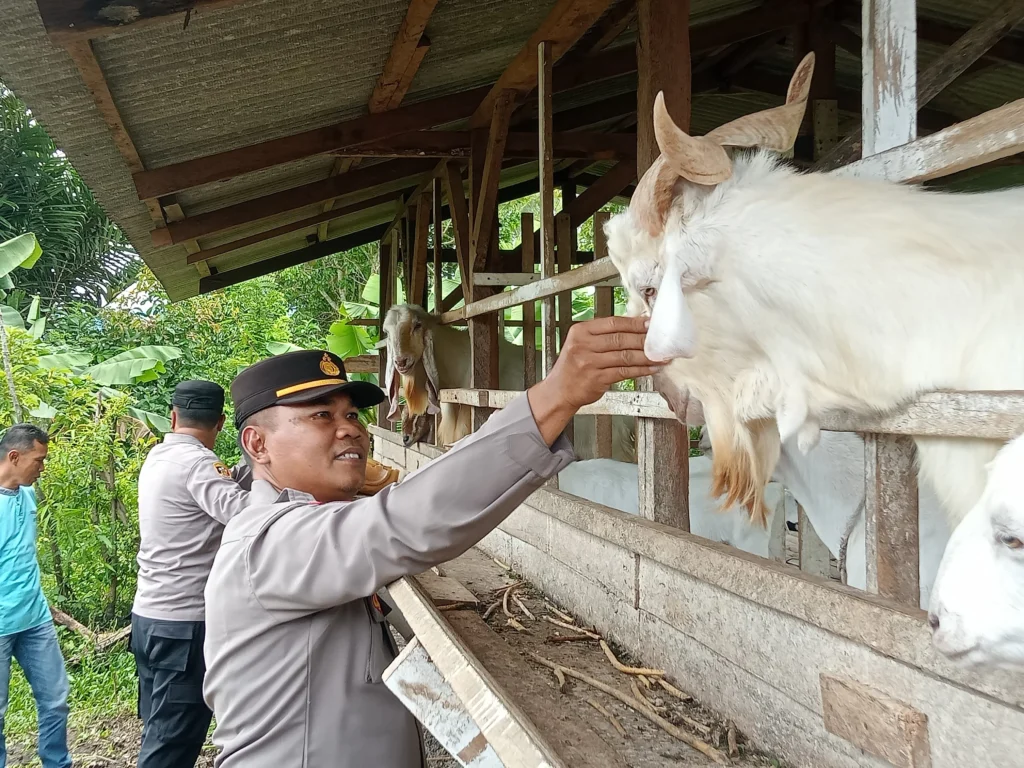 Polsek IV Jurai Studi Tiru Kambing Susu, Dorong Ekonomi Warga