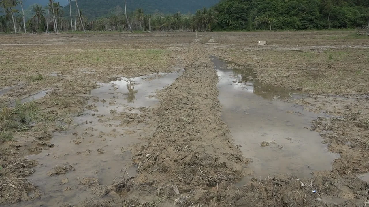 Rehabilitasi Lahan Sawah Padang Pariaman Capai 70 Persen, Target Tuntas Satu Bulan Kian Realistis