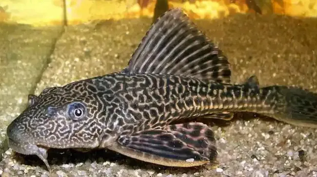 Dinilai Rusak Ekosistem Perairan dan Ancaman Kesehatan, Pemko Padang Larang Konsumsi dan Pelepasliaran Ikan Sapu-sapu