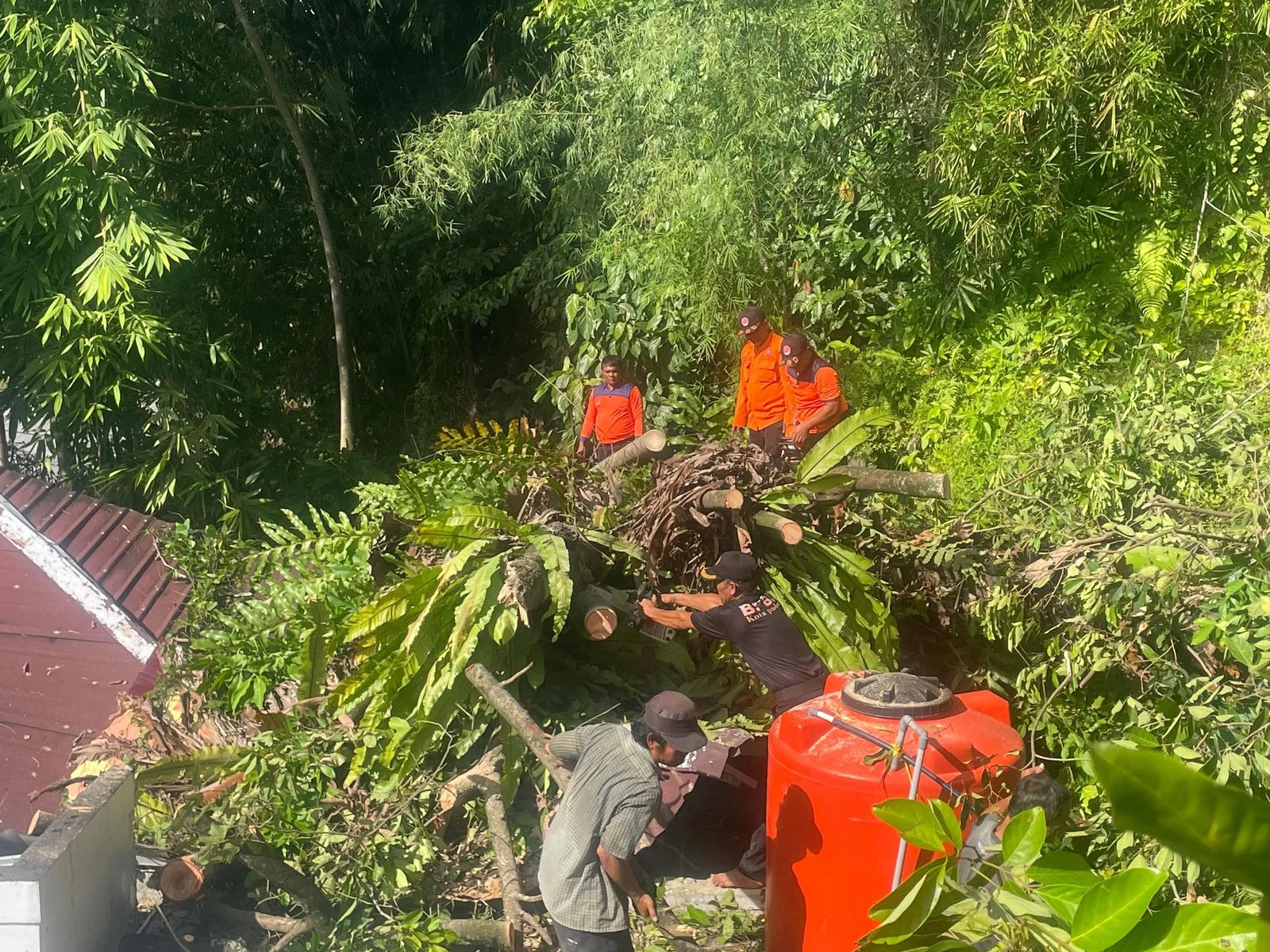BPBD Kota Padang Gerak Cepat Tangani Pohon Tumbang di Dua Lokasi Akibat Cuaca Ekstrem