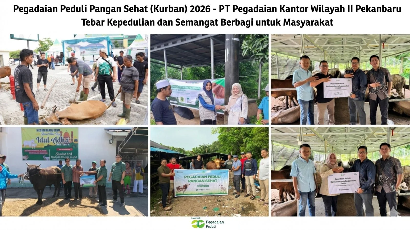 Peduli Pangan Sehat (Kurban) Tahun 2026, PT Pegadaian Kantor Wilayah II Pekanbaru Tebar Kepedulian dan Semangat Berbagi untuk Masyarakat