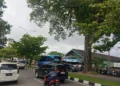 Pohon Pelidung besar di salah satu titik Kota Padang (Klikpositif.com)