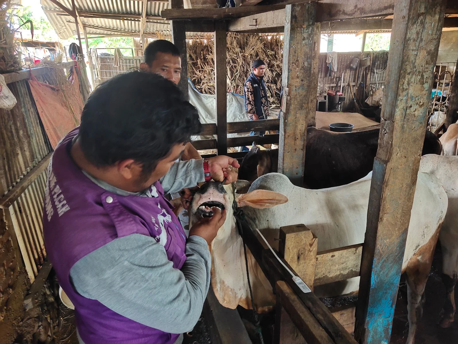 Dinas Pertanian Padang Kerahkan Tiga Tim Keswan Awasi Kesehatan Hewan Kurban, Warga Diminta Proaktif