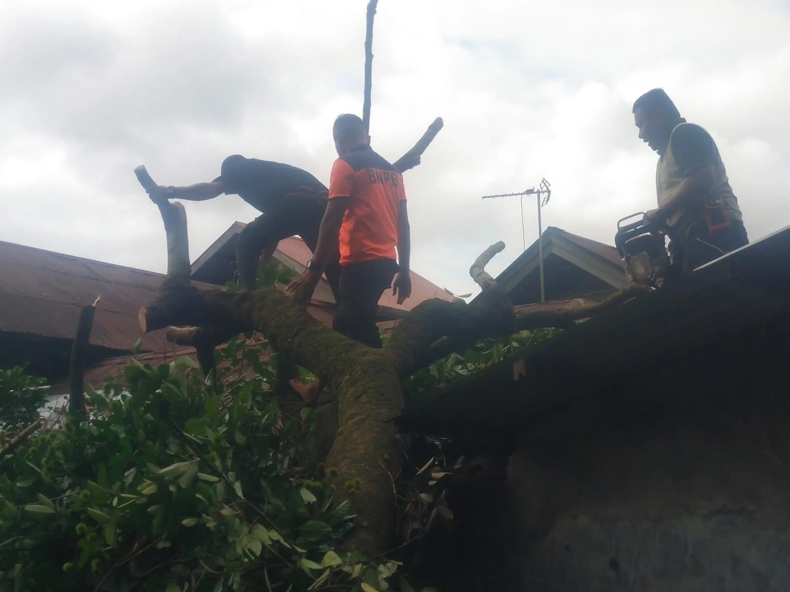 Pohon Rambutan Tumbang Timpa Rumah Warga di Padang Selatan saat Cuaca Ekstrem