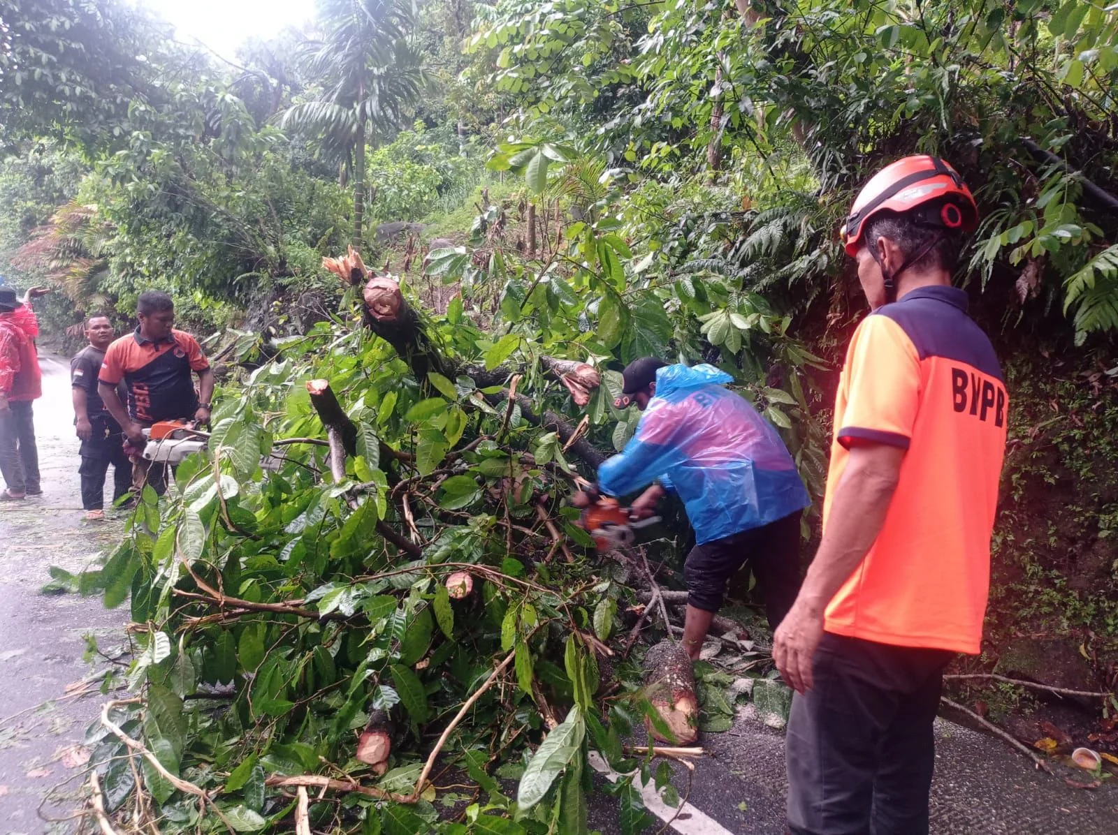 Respons Cepat BPBD Padang, Jalur Padang-Painan Kembali Lancar Usai Pohon Tumbang Dievakuasi