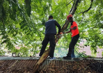 Pohon tumbang timpa warung di Padang