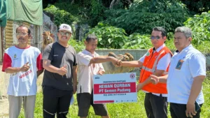 PT Semen Padang Serahkan 36 Sapi Kurban, Perkuat Kepedulian Sosial di Momen Iduladha 1447 H
