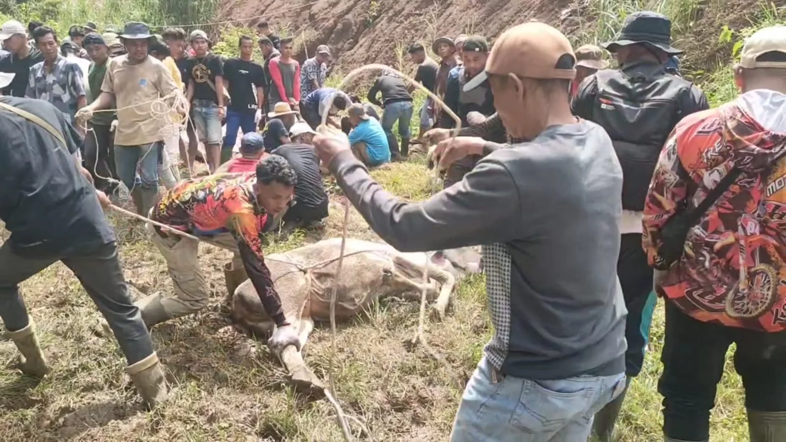 Semangat Berkurban, Masyarakat Nagari Supayang Potong 36 Ekor Sapi dan Kambing