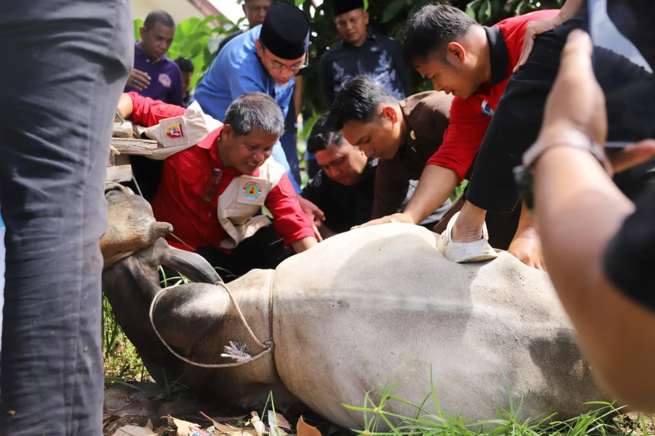 Warga Huntara Lubuk Buaya Terima Bantuan Tiga Sapi Kurban, Wujud Kepedulian untuk 110 KK di Momen Iduladha