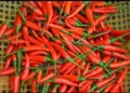 Rawit Merah (net)