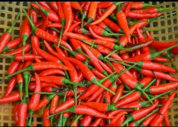 Rawit Merah (net)