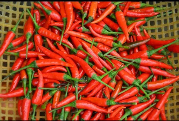 Harga Cabai Rawit Merah di Padang Tembus Rp60 Ribu per Kilogram