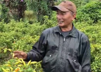 Ujang Ramli, petani di lereng Gunung Singgalang, tepatnya di Nagari Andaleh, Kecamatan Banuhampu