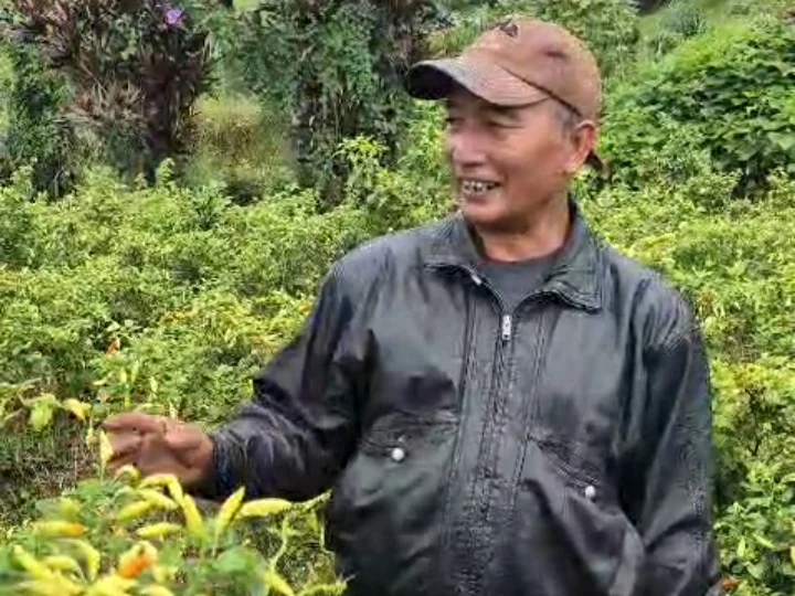 Petani di Lereng Singgalang Panen Cabai Setan Lebih dari Ratusan Kali, Ternyata Ini Kuncinya!