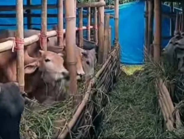 Sapi Warga Agam Jadi Kurban Presiden Prabowo untuk Sumbar, Bobot Capai 1,2 Ton