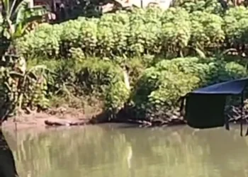 Batang Sungai Aur Duri Surantih Pessel yang diduga ada penampakan buaya, Selasa (26/5/2026)