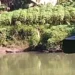 Batang Sungai Aur Duri Surantih Pessel yang diduga ada penampakan buaya, Selasa (26/5/2026)