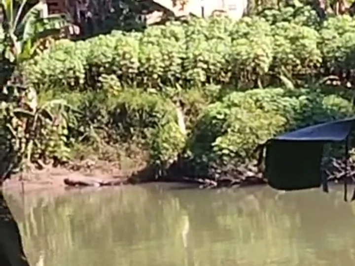 Buaya Muncul di Sungai Aur Duri Surantih, Warga Sutera Pessel Diminta Waspada