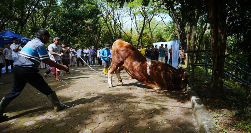 Semangat Berbagi Idul Adha, UNAND Salurkan 43 Sapi Kurban ke Berbagai Daerah